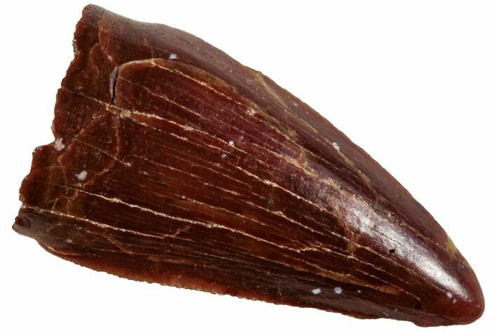 Serrated, Fossil Crocodylomorph (Araripesuchus) Tooth - Morocco #230702